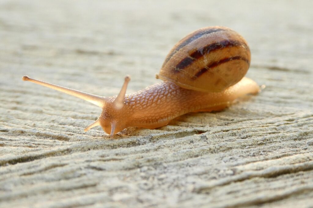 Snail moving on sand