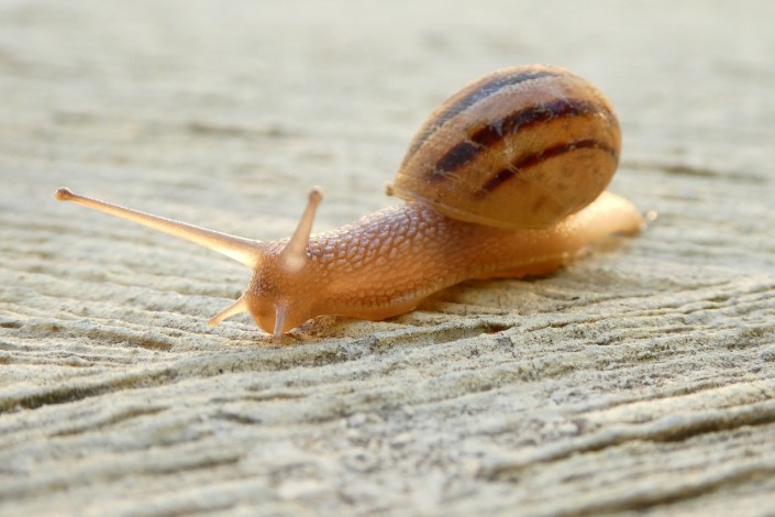 Photo of a snail on wood or stone, moving from right of photo towards bottom left, representing moving house